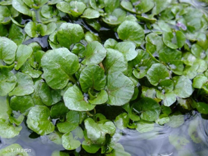 <i>Nasturtium officinale</i> W.T.Aiton, 1812 © 