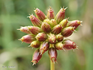 <i>Oenanthe aquatica</i> (L.) Poir., 1798 © H. TINGUY