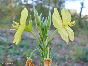 <i>Oenothera biennis</i> L., 1753 © 