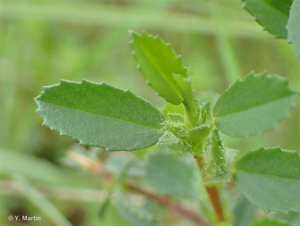 <i>Ononis spinosa </i>L., 1753 subsp.<i> spinosa</i> © 