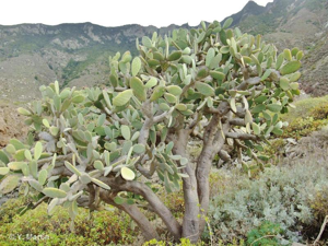 <i>Opuntia ficus-indica</i> (L.) Mill., 1768 © 
