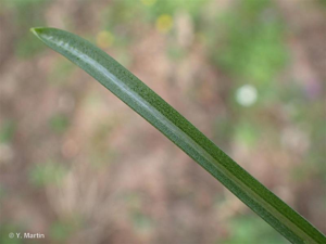<i>Ornithogalum umbellatum</i> L., 1753 © 