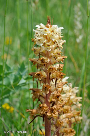 <i>Orobanche amethystea</i> Thuill., 1799 © A.-H. Paradis