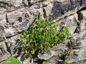 <i>Oxalis stricta</i> L., 1753 © 