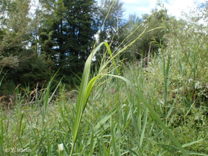 <i>Panicum dichotomiflorum</i> Michx., 1803 © 