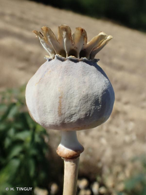 <i>Papaver somniferum</i> L., 1753 © H. TINGUY
