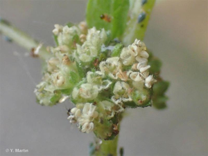 <i>Parietaria officinalis</i> L., 1753 © 