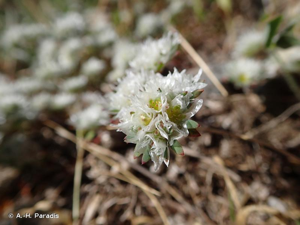 <i>Paronychia argentea</i> Lam., 1779 © A.-H. Paradis