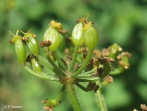 <i>Pastinaca sativa </i>subsp.<i> urens</i> (Req. ex Godr.) Čelak., 1875 © 