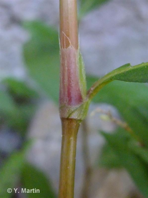 <i>Persicaria maculosa</i> Gray, 1821 © 