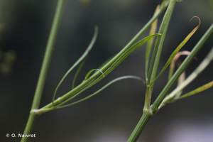 <i>Petroselinum crispum </i>(Mill.) Fuss, 1866 subsp.<i> crispum</i> © O. Nawrot