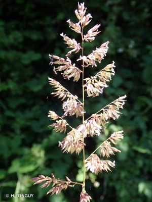 <i>Phalaris arundinacea</i> L., 1753 © H. TINGUY