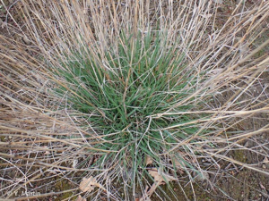 <i>Phleum nodosum</i> L., 1759 © 