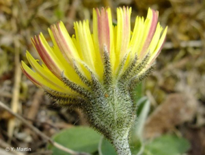 <i>Pilosella officinarum</i> F.W.Schultz & Sch.Bip., 1862 © 