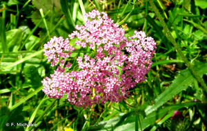 <i>Pimpinella major</i> (L.) Huds., 1762 © F. Michalke