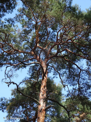 <i>Pinus sylvestris</i> L., 1753 © P. Rouveyrol