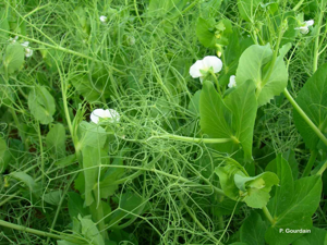 <i>Pisum sativum</i> L., 1753 © P. Gourdain