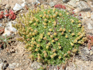 <i>Plantago subulata </i>var.<i> capitellata</i> (Ramond ex DC.) Decne., 1852 © H. TINGUY