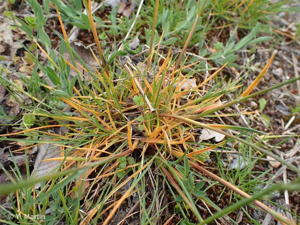 <i>Poa bulbosa </i>var.<i> vivipara</i> Koeler, 1802 © 
