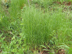 <i>Poa nemoralis </i>L., 1753 subsp.<i> nemoralis</i> © 