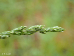 <i>Poa pratensis </i>L., 1753 subsp.<i> pratensis</i> © 
