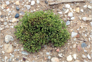 <i>Polycarpon tetraphyllum</i> (L.) L., 1759 © 