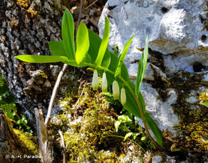 <i>Polygonatum odoratum</i> (Mill.) Druce, 1906 © A.-H. Paradis
