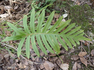 <i>Polypodium cambricum</i> L., 1753 © H. TINGUY