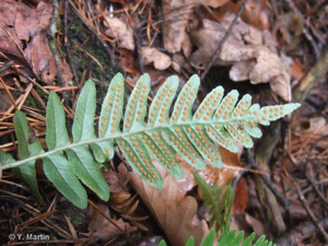 <i>Polypodium vulgare</i> L., 1753 © 