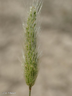 <i>Polypogon maritimus</i> Willd., 1801 © H. TINGUY