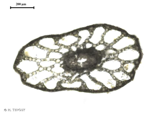 <i>Potamogeton berchtoldii</i> Fieber, 1838 © H. TINGUY