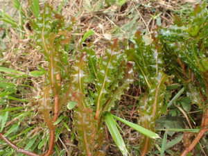 <i>Potamogeton crispus</i> L., 1753 © 