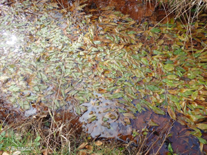 <i>Potamogeton polygonifolius</i> Pourr., 1788 © H. TINGUY
