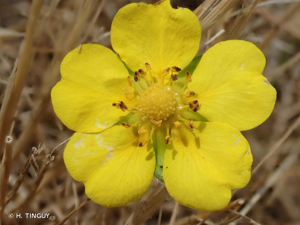 <i>Potentilla reptans</i> L., 1753 © H. TINGUY