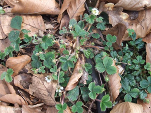 <i>Potentilla sterilis</i> (L.) Garcke, 1856 © 