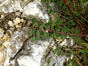 <i>Poterium sanguisorba</i> L., 1753 © 