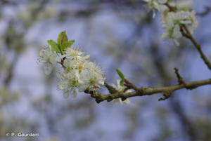 <i>Prunus domestica </i>var.<i> insititia</i> (L.) Fiori & Paol., 1898 © P. Gourdain