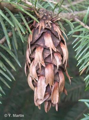 <i>Pseudotsuga menziesii</i> (Mirb.) Franco, 1950 © 
