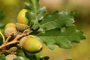 <i>Quercus pubescens</i> Willd., 1796 © S. Filoche