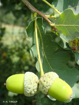 <i>Quercus robur</i> L., 1753 © H. TINGUY