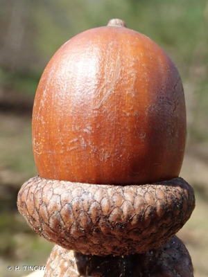 <i>Quercus rubra</i> L., 1753 © H. TINGUY