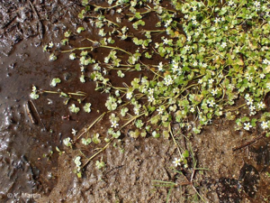 <i>Ranunculus omiophyllus</i> Ten., 1830 © 