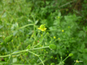 <i>Ranunculus sceleratus</i> L., 1753 © P. Gourdain
