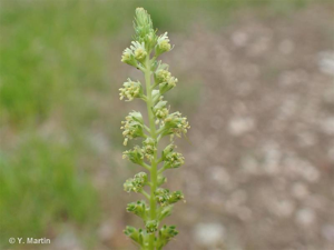 <i>Reseda luteola</i> L., 1753 © 