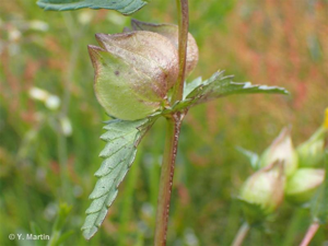 <i>Rhinanthus minor</i> L., 1756 © 