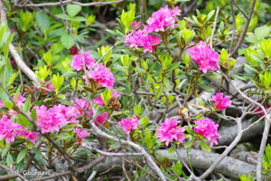 <i>Rhododendron ferrugineum</i> L., 1753 © P. Gourdain