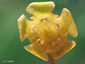 <i>Ribes rubrum</i> L., 1753 © H. TINGUY