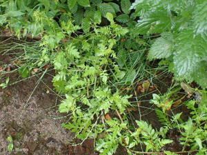 <i>Rorippa palustris</i> (L.) Besser, 1821 © 