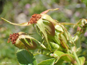 <i>Rosa agrestis</i> Savi, 1798 © 