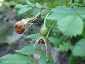 <i>Rosa pendulina</i> L., 1753 © 